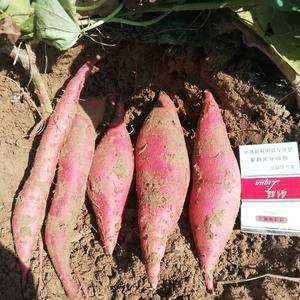 纯沙地西瓜红红薯一百亩  九月十五号开挖  河南省兰考县...