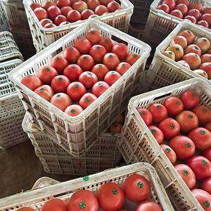 西红柿大量供应中，质量好，价格低