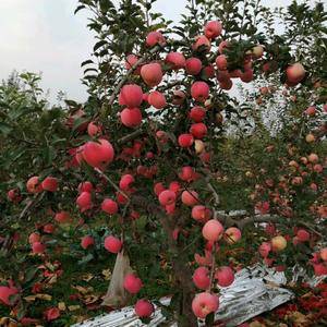 陕西红富士苹果大量上市，真正的黄土高原，产品，无水浇，自...