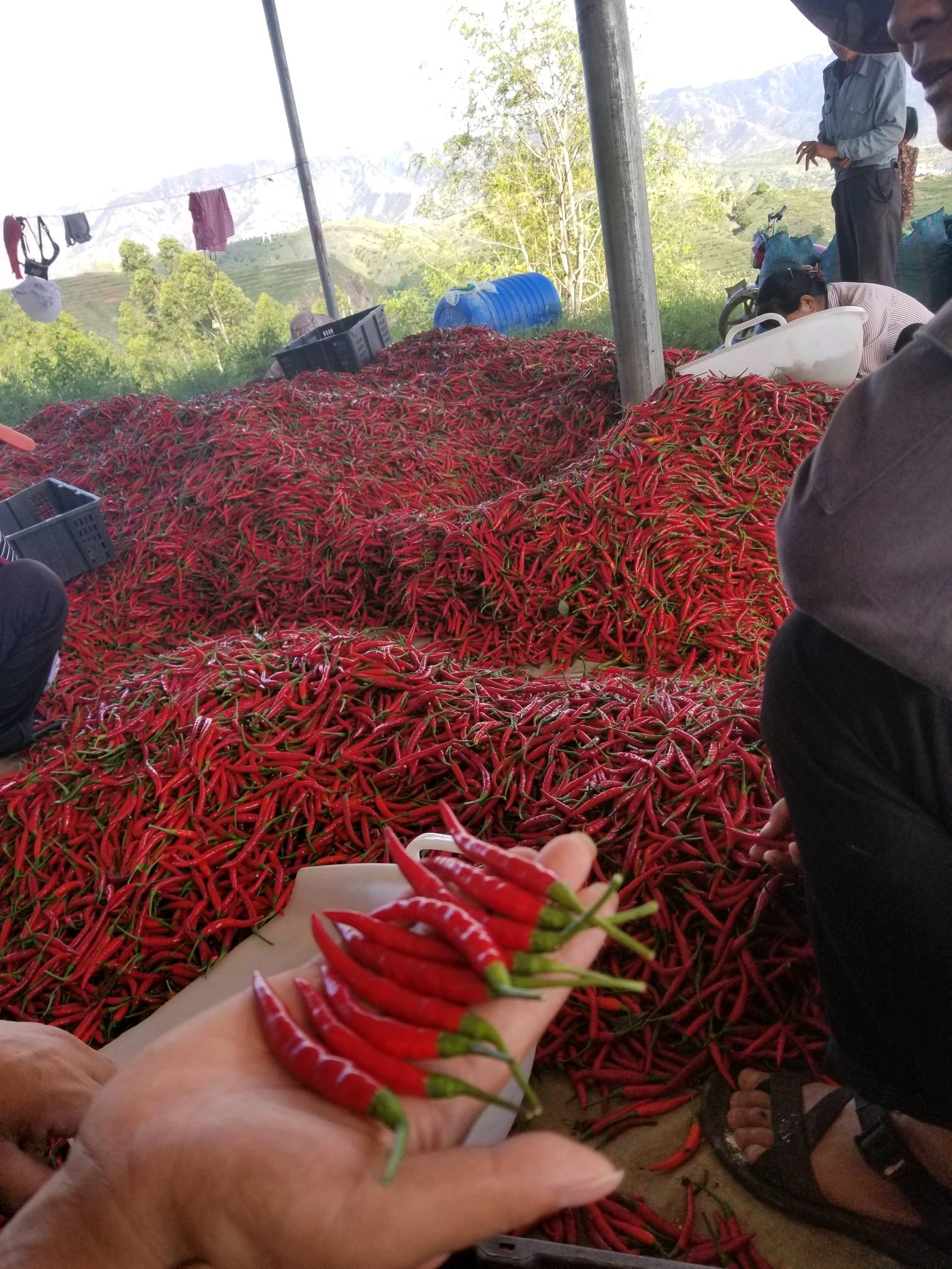 云南高原小米辣椒。基地现采、现发货，硬度好辣味够。