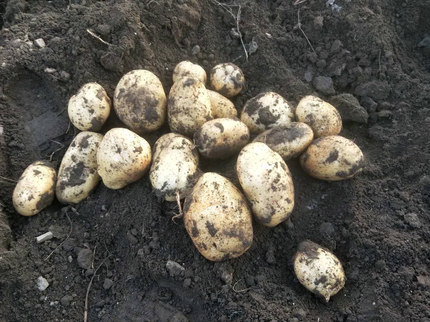 内蒙古赤峰大量新产土豆，品质好，价格可谈，紧急出售  有意者请联系18347684660