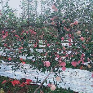 陕西铜川印台红富士苹果大量上市