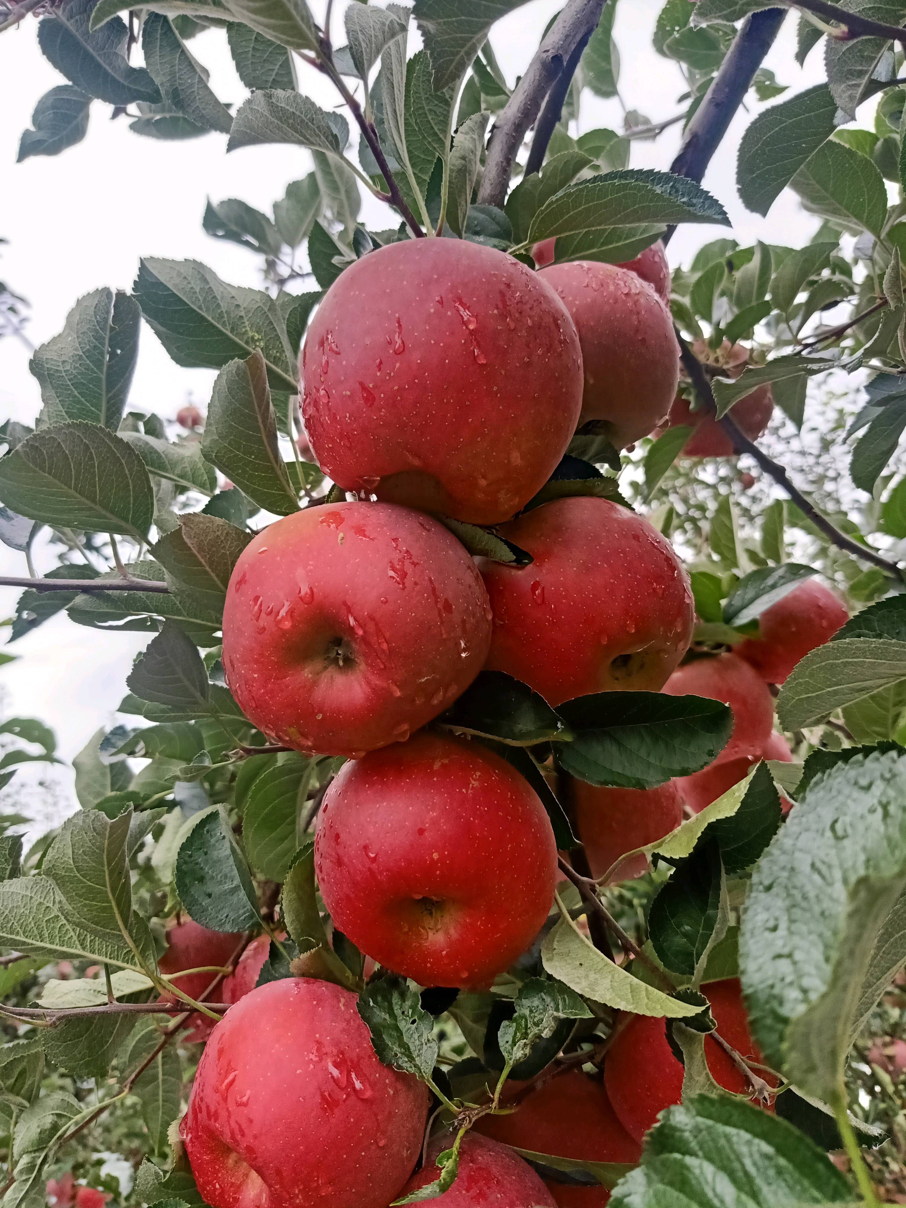 云南昭通原生态冰糖心苹果。口感好，颜色好。