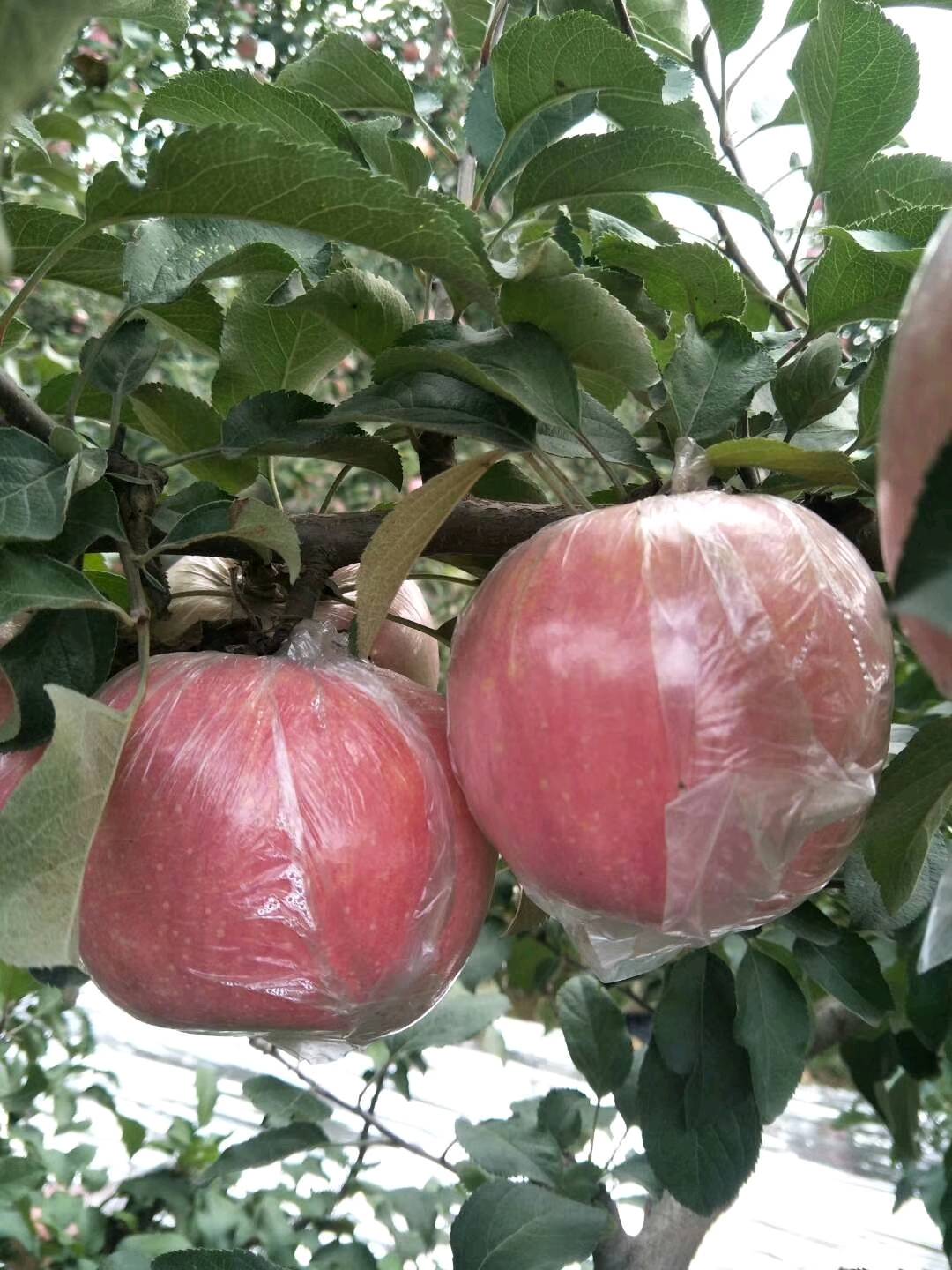 黄土高原上的冰糖心红富士苹果个头大，果皮细，肉汁多。有需要的可以联系 17603572324