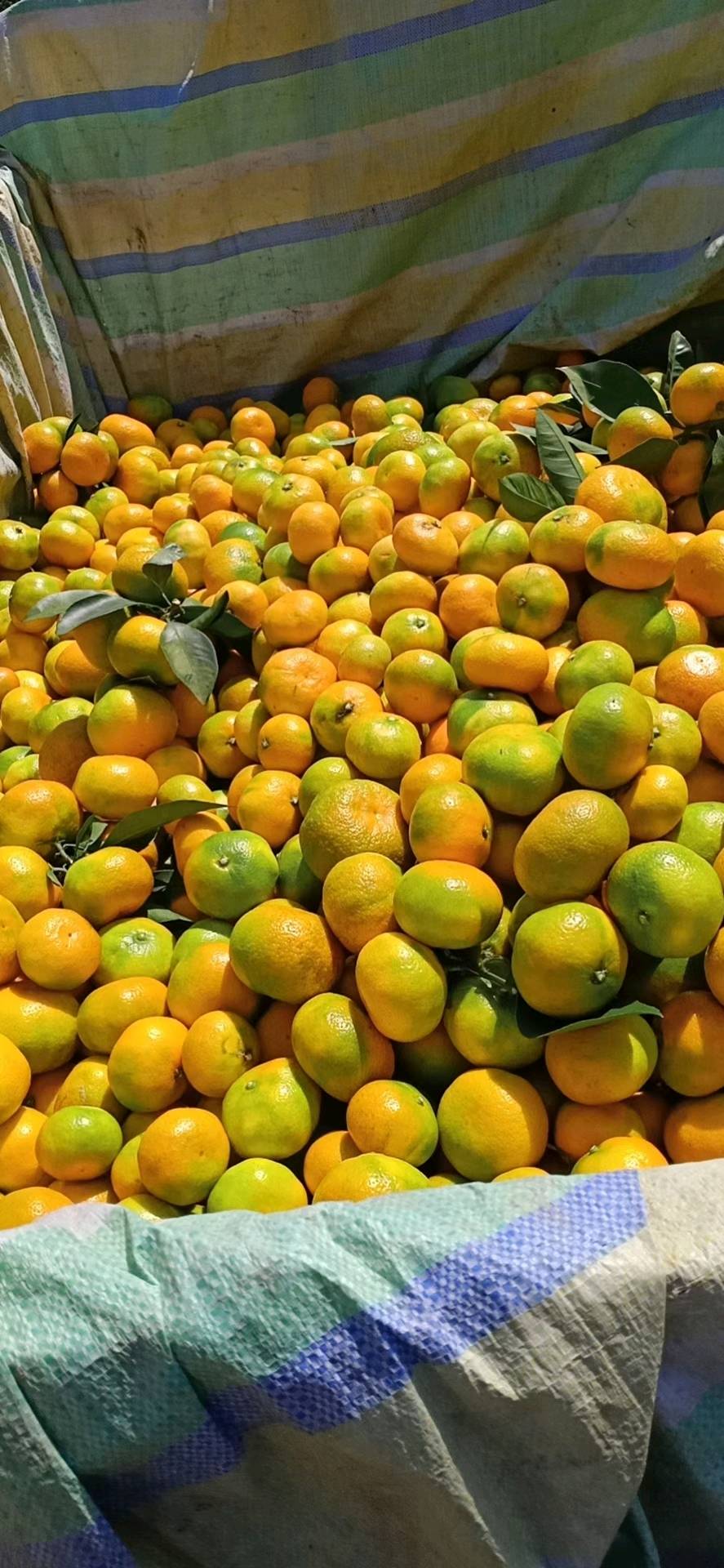 陕西城固年产25万吨优质柑橘，欢迎各地客商前来洽谈...