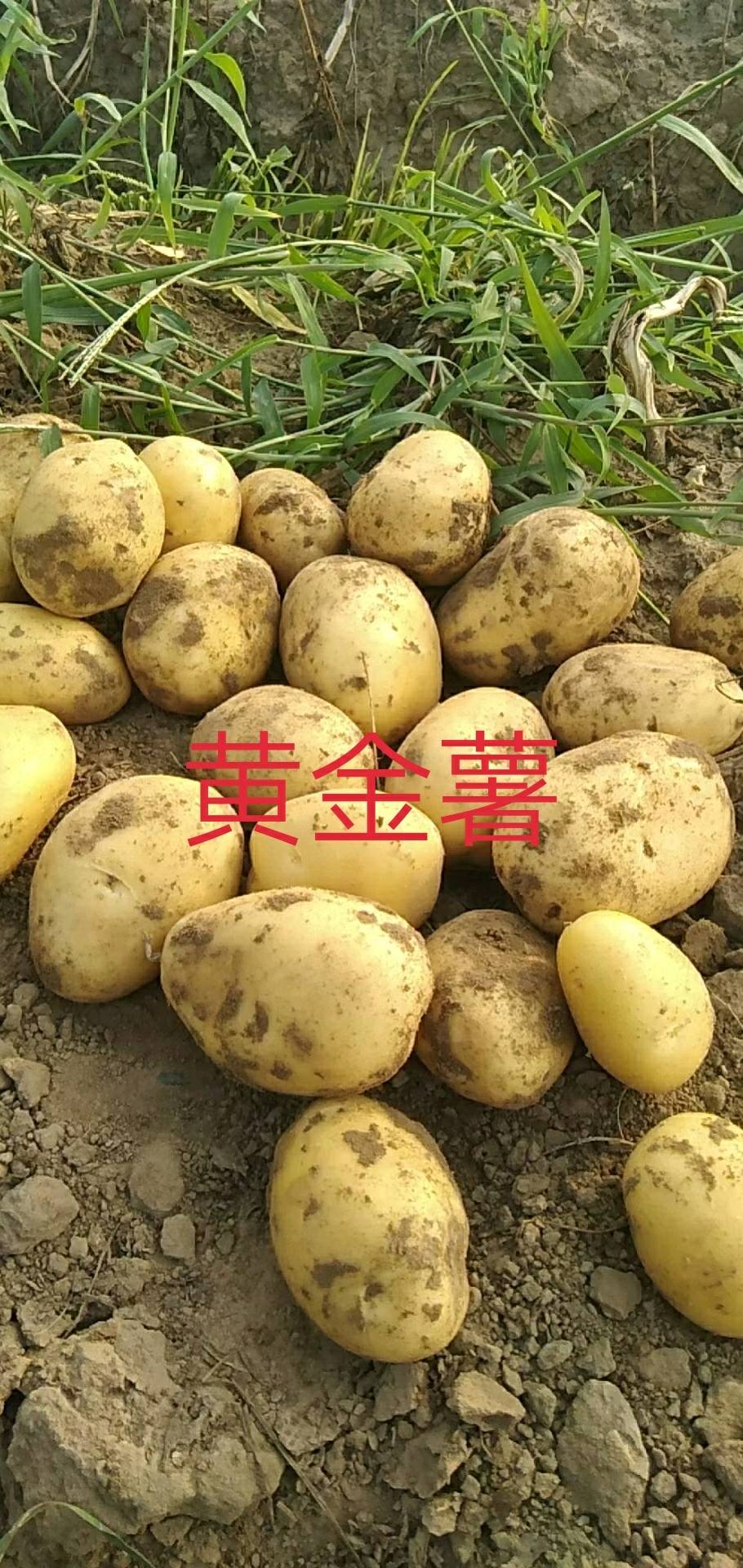 黄金薯：黄皮黄心，口感好。生长季节长，形成干物质多。面向全国发货。