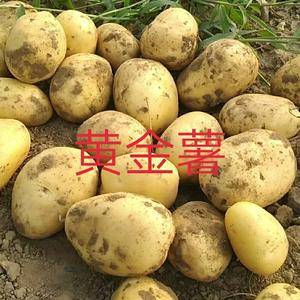 黄金薯：黄皮黄心，口感好。生长季节长，形成干物质多。面向...
