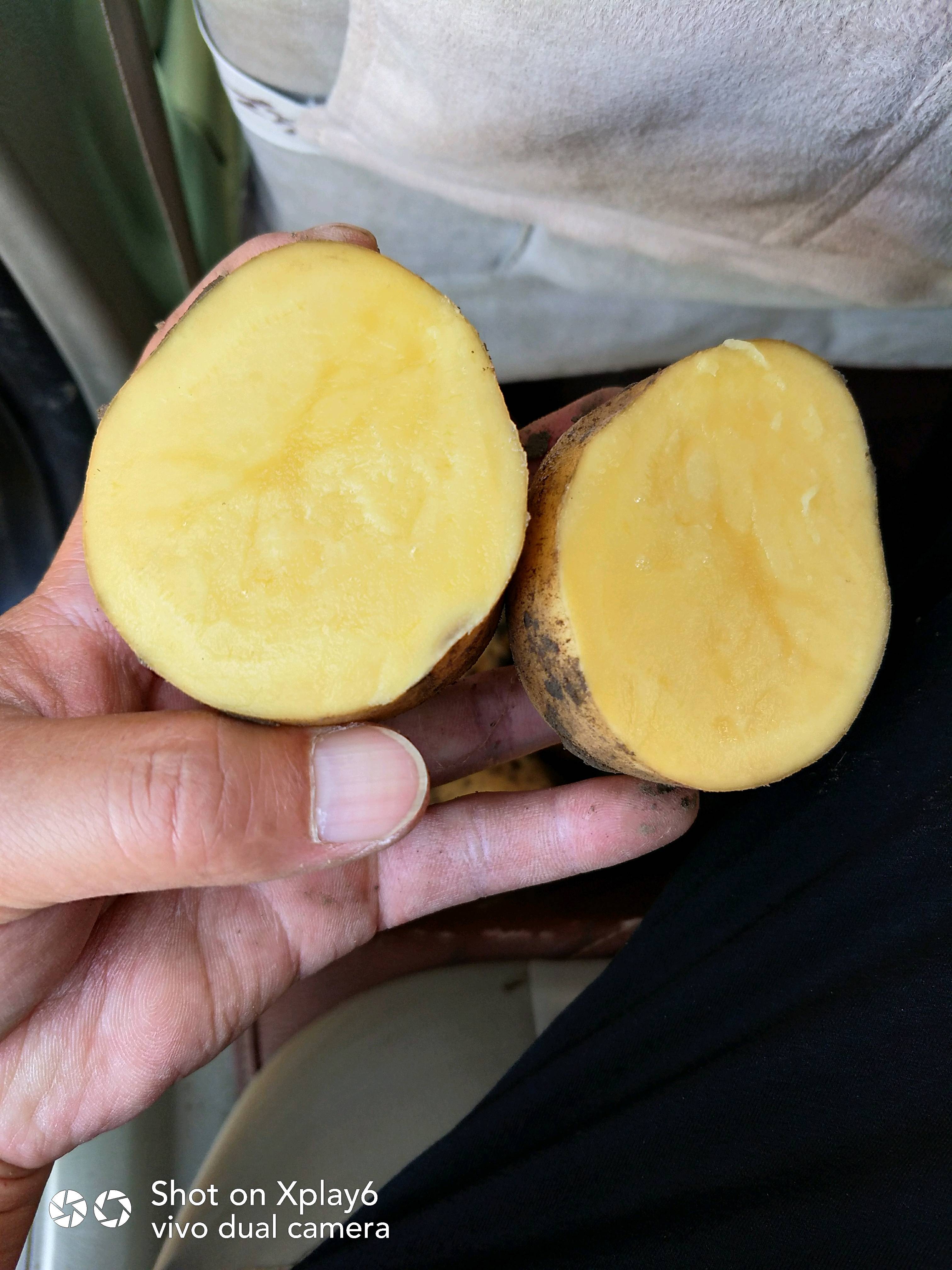 黄金薯：黄皮黄心，口感好。生长季节长，形成干物质多。面向全国发货。