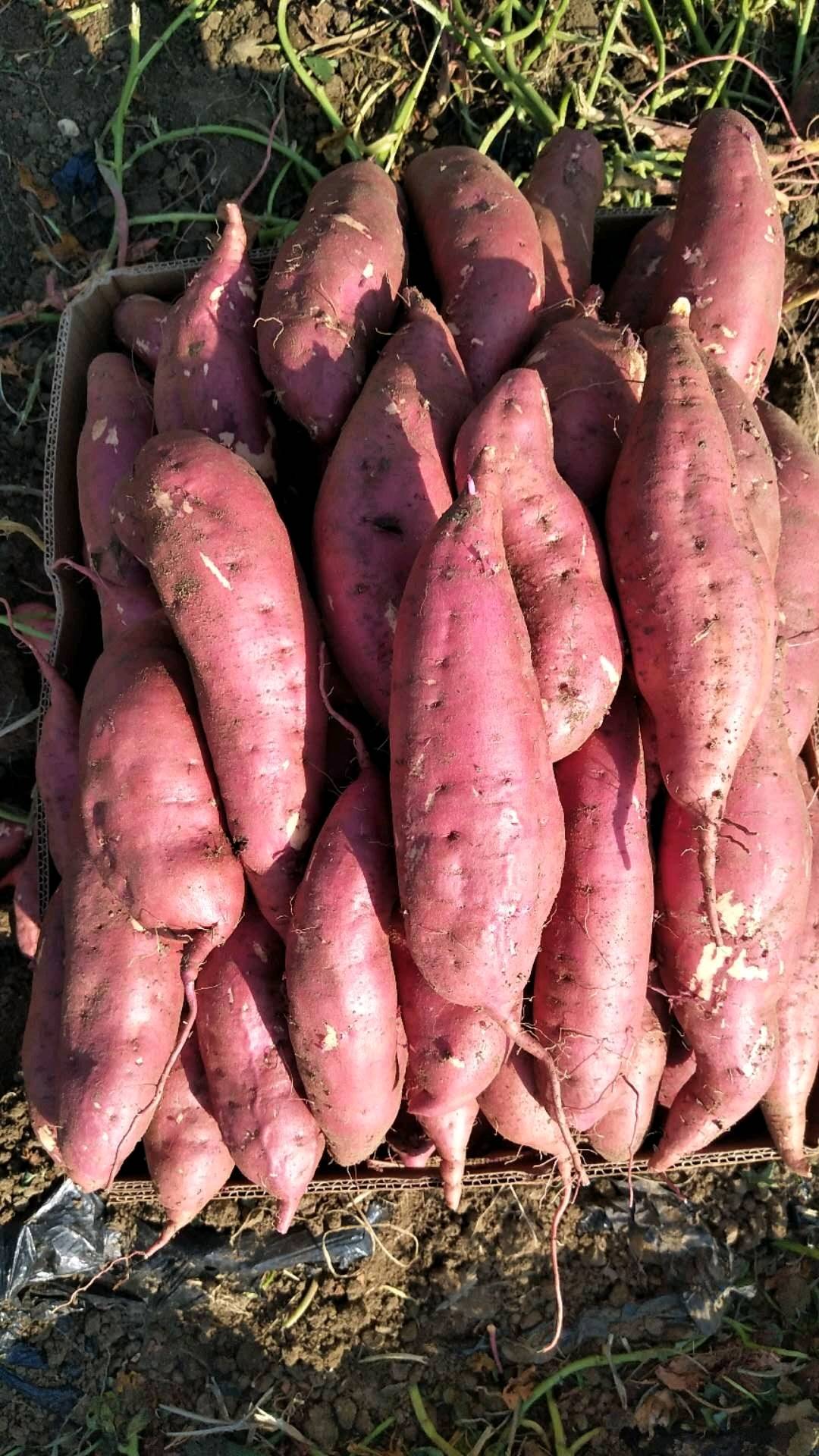 西瓜红红薯，大量供应质量好，颜色漂亮薯形好，基地供货，电话17605429303