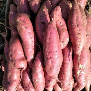 西瓜红红薯，大量供应质量好，颜色漂亮薯形好，基地供货，电...