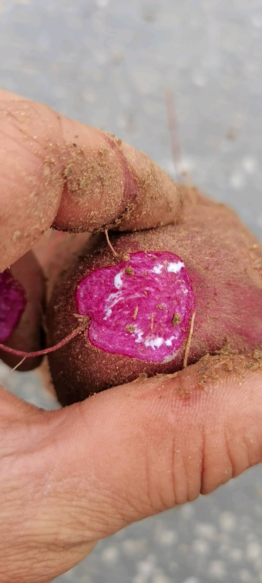 紫薯千亩基地种植 品种有：凌紫 济黑二号，预计九月底十月初可大量上市，量大质优，欢迎实地考察看货洽谈合作。