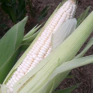 百亩基地鲜玉米粘玉米糯玉米上市对接个大市场