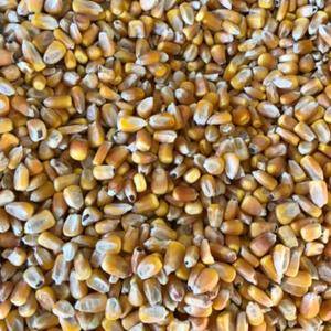 玉米粒，小麦批发，玉米粒1600一吨，小麦2000一吨