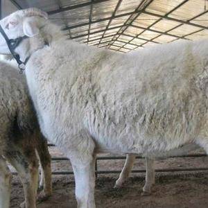 大量出售波尔山羊，黑山羊，杜泊绵羊，小尾寒羊，肉羊。