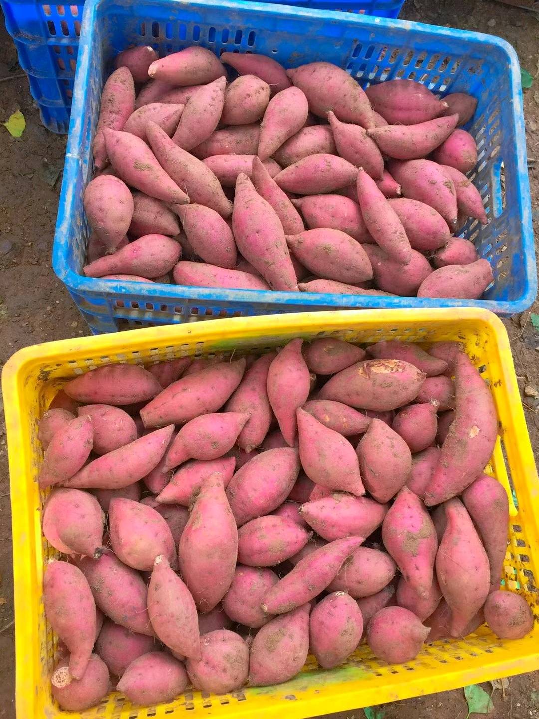 本人有大量自家种的西瓜红红薯供应，薯靓，价格优惠！哪位老板需要求购的，请联系！