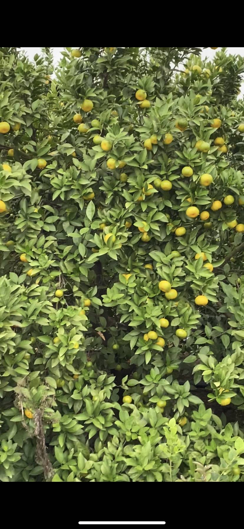 新余蜜橘，千亩果园，产地批发，有意者可实地考查。13879026259