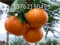 明日见阿斯蜜 橘子树苗  一年苗、两年苗、8~30元一颗。量大从优，可实地看苗
电话13762150495