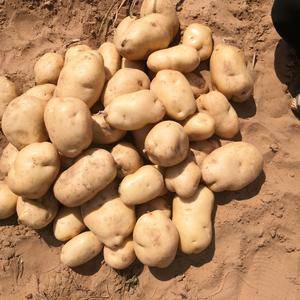 本人在陕西省榆林市定边县长年做土豆代办，所代理土豆品种齐...