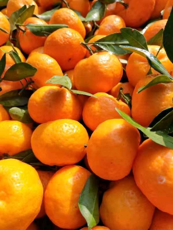 又到了一年吃橘子的季节，南丰密桔现已大量上市，欢迎老板来...