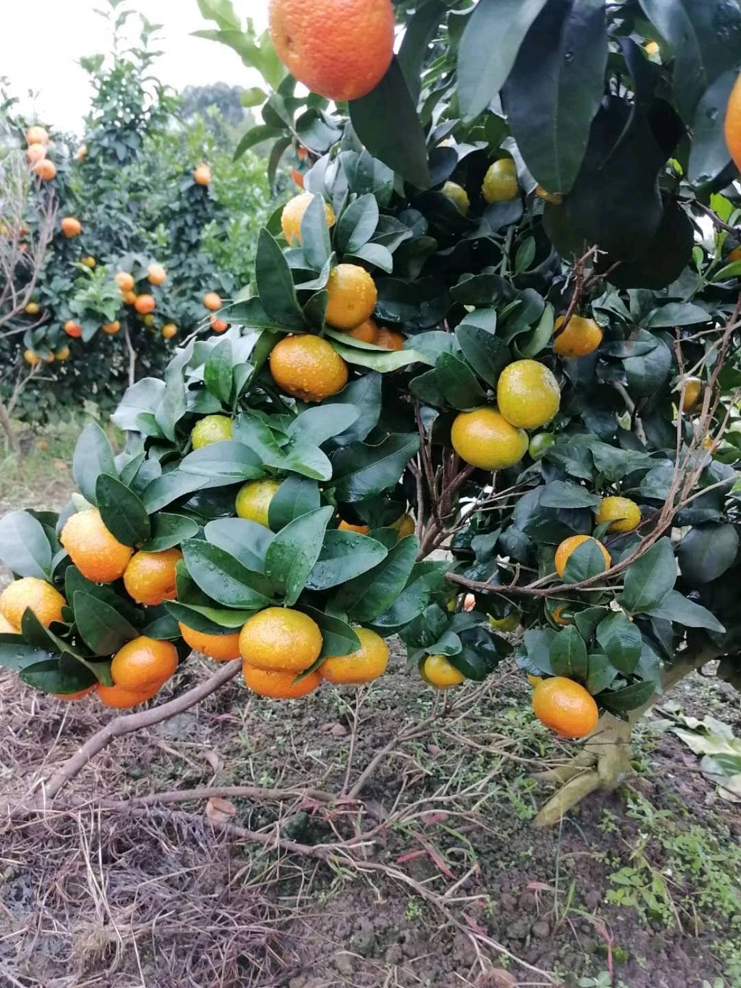 又到了一年吃橘子的季节，南丰密桔现已大量上市，欢迎...