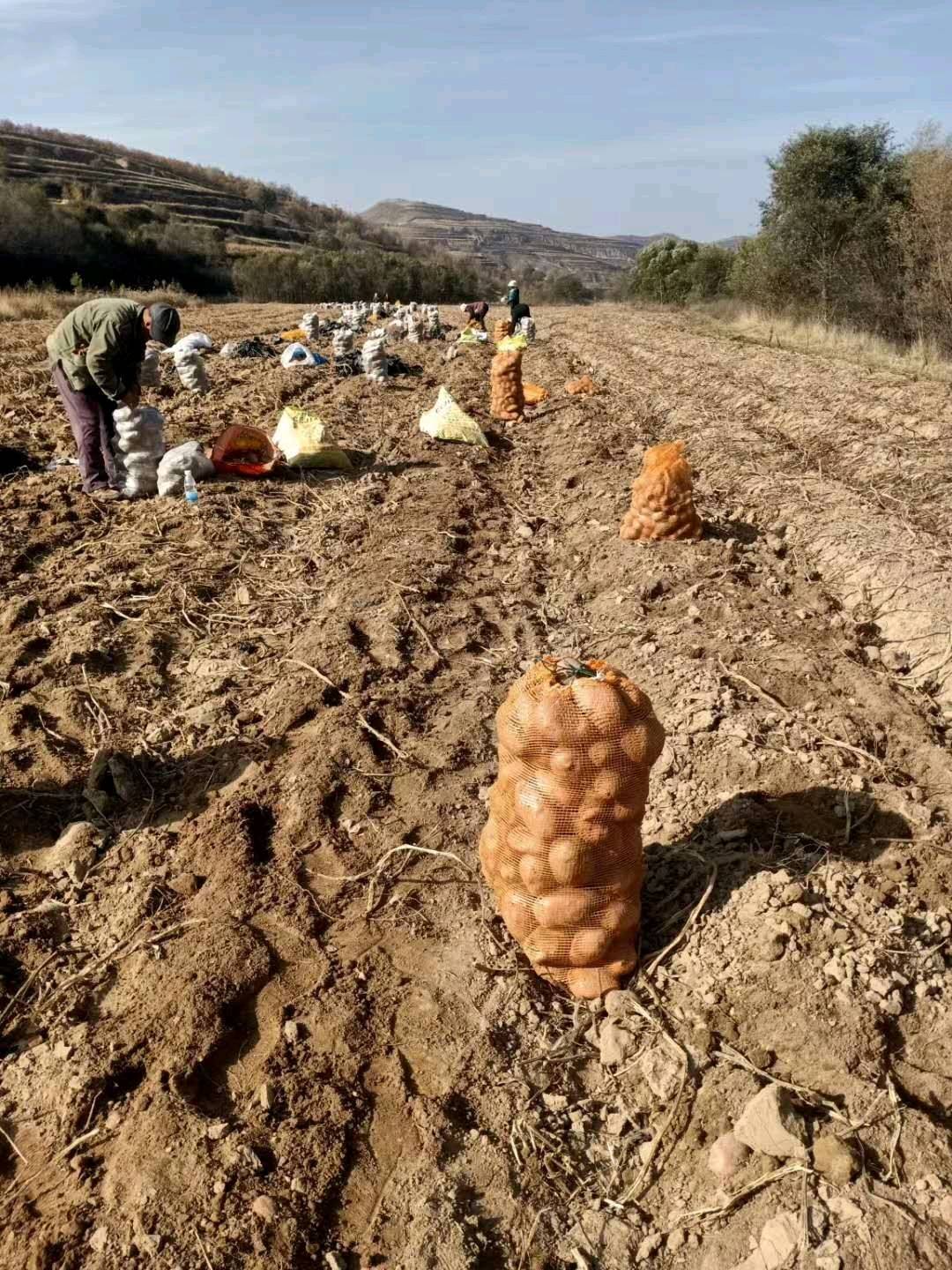 青薯9号，自家种的土豆，有接近100吨，需要的联系！