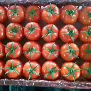 山东莘县西红柿大量上市中，质量好，货量大，欢迎老板前来收...