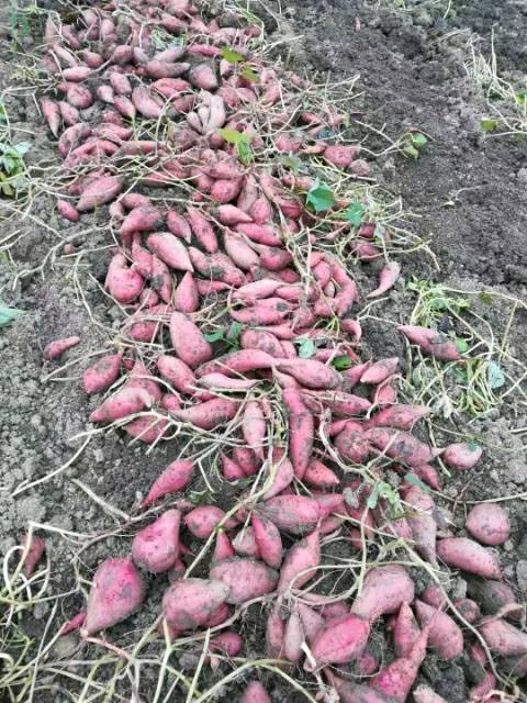 本人自家种有十万斤西瓜红薯，薯靓，价格优惠！有哪位老板需要购买的，请联系：13367848583