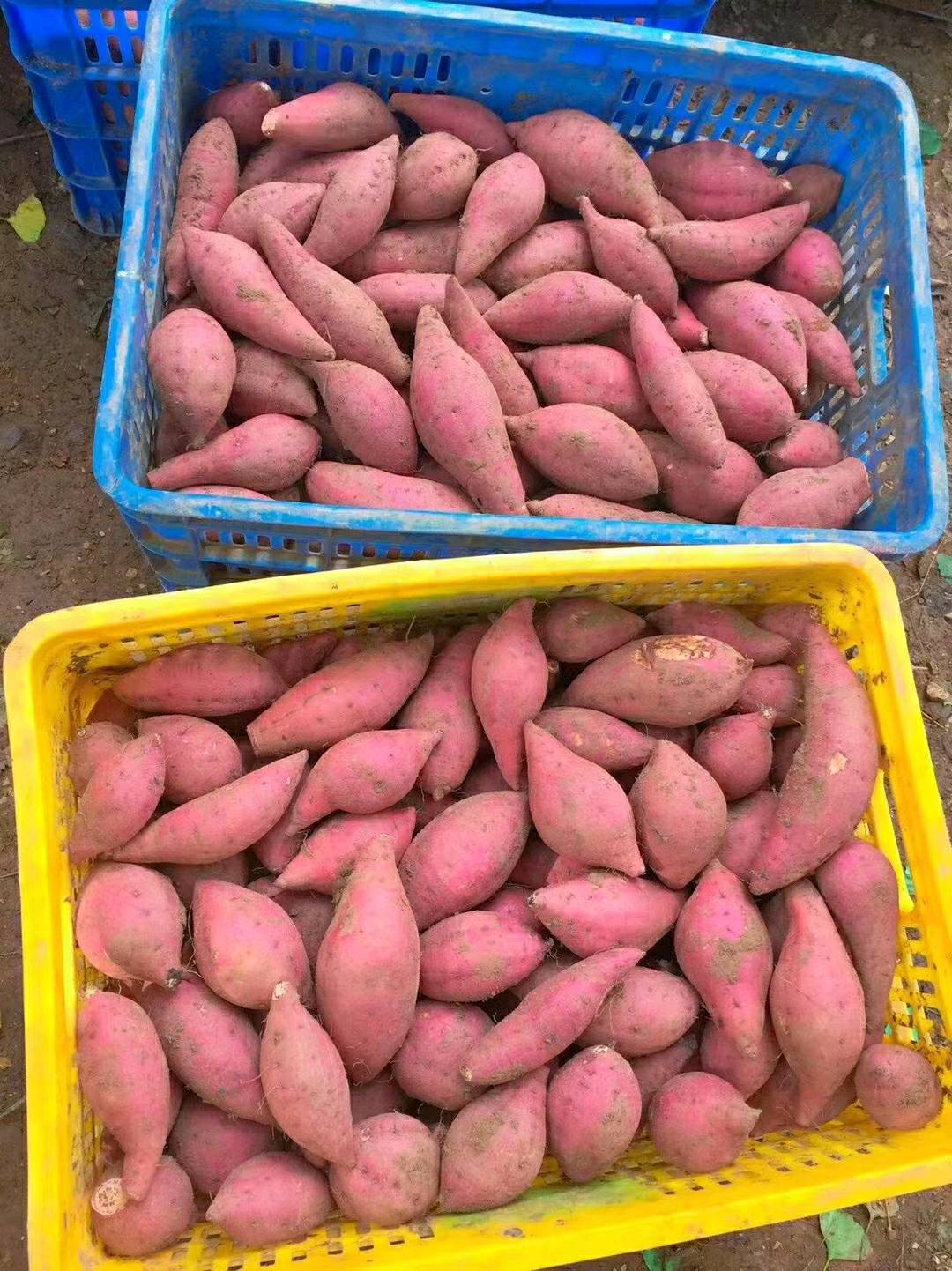本人自家种有十万斤西瓜红薯，薯靓，价格优惠！有哪位老板需要购买的，请联系：13367848583