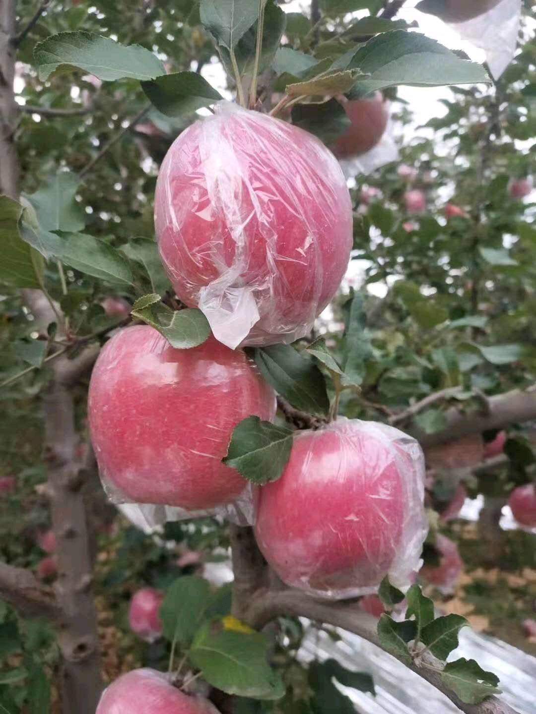 山西运城冰糖心红富士苹果，75MM以上产地直供，支持一件代发，