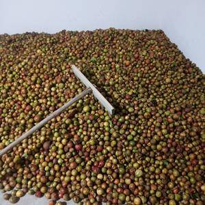 贵州高原油茶籽