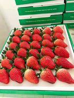 平度甜宝草莓产地供应，有需要的老板请联系我
18300268111金