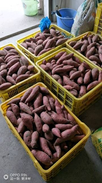 本人自家种有五万斤西瓜红红薯，薯靓，价格优惠，可零售，可批发，有哪位老板需要购买的，请联系：13367848583   微信同号！