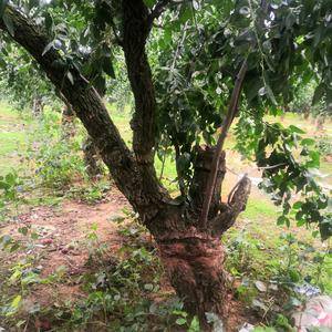 三十以上的老枣树直径25以上，枣阳中秋和十月一前下来，糖...