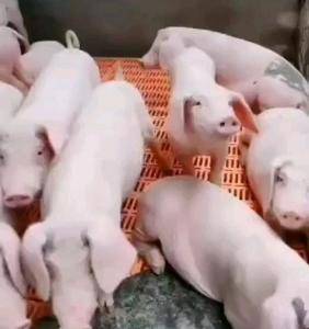 原种二元母猪长白母猪大白母猪买十头母猪送公猪一头全国包邮