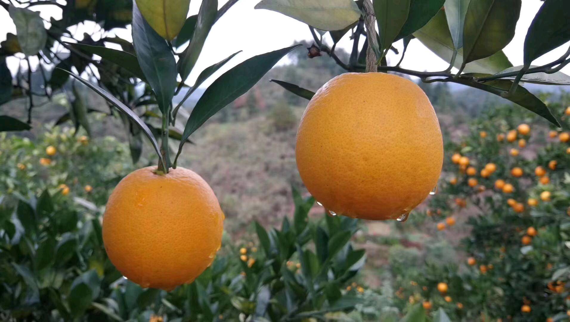 做了橘子很多年了，量大，价格实惠，橘子皮薄又甜，欢...