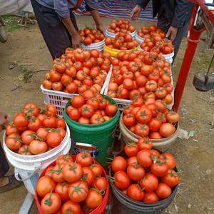18863316908山东省西红柿产地值供大红，硬粉全红...