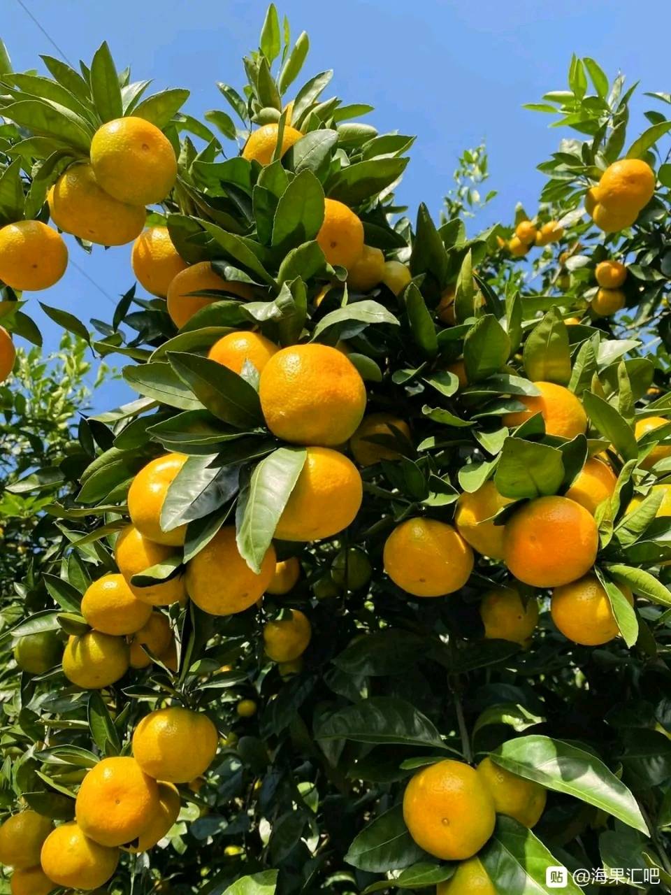 湖北南漳峡口柑橘量大质优，价格实惠，欢迎大家前来选购！