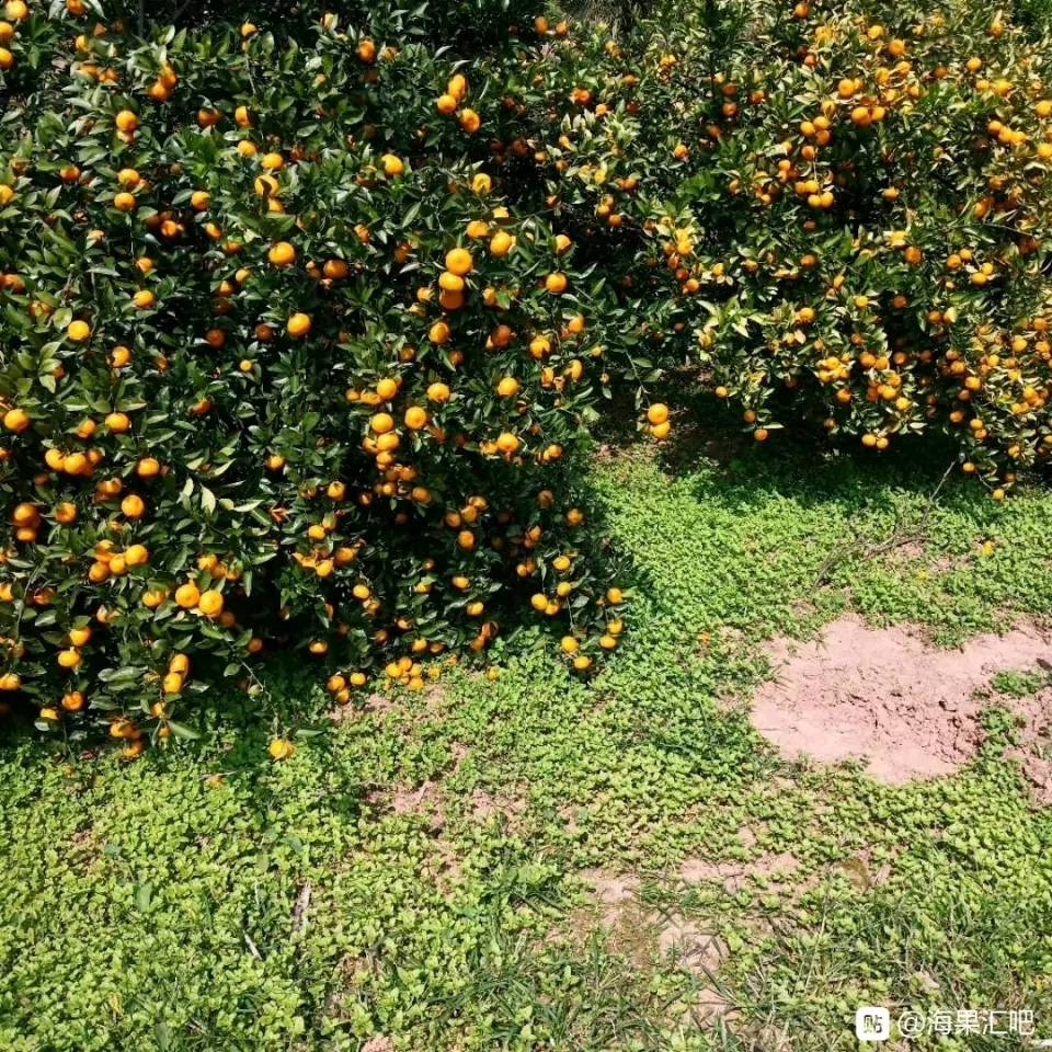 湖北南漳峡口柑橘量大质优，价格实惠，欢迎大家前来选购！