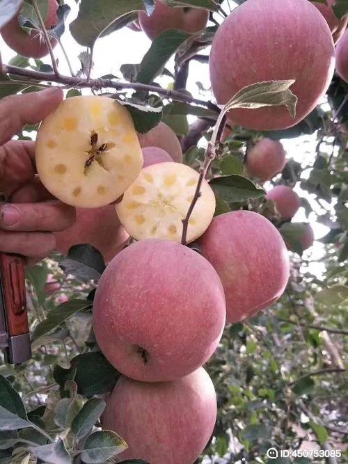 自家种植阿克苏冰糖心苹果，需要的联系18909978816。