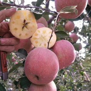 自家种植阿克苏冰糖心苹果，需要的联系1890997881...