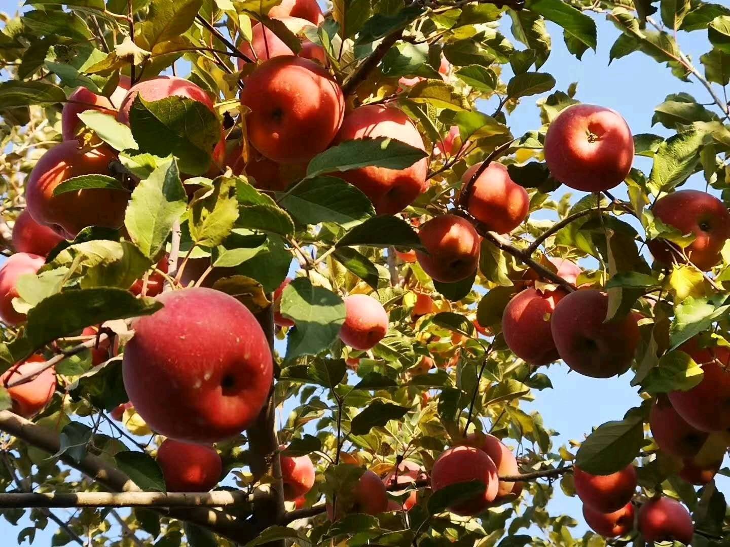 自己家的苹果，正宗阿克苏冰糖心，原产地发货。