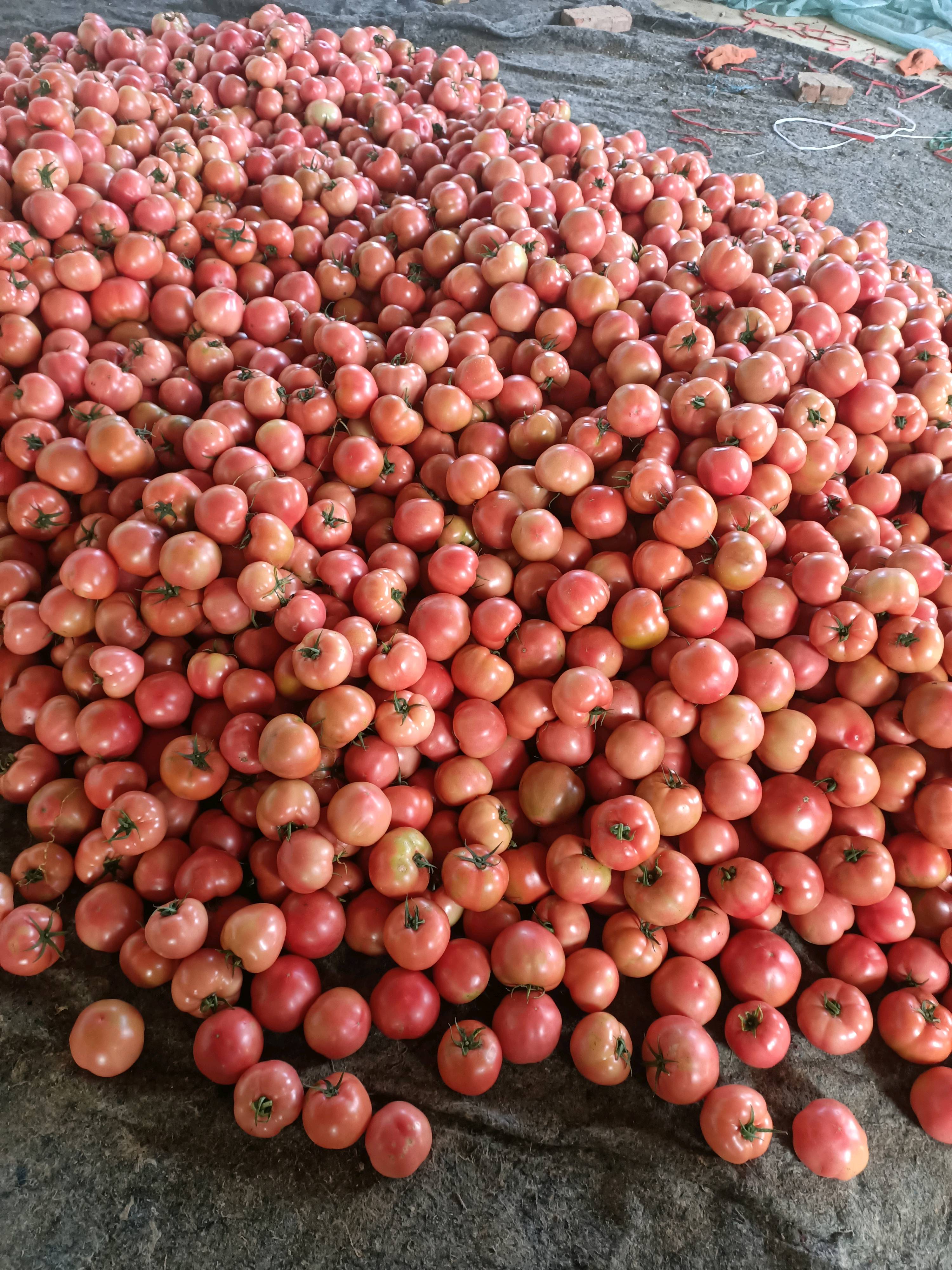 山东西红柿大量供应果型好一手货源价格优惠欢迎新老顾客前来考察收购价格优惠。联系13173448088