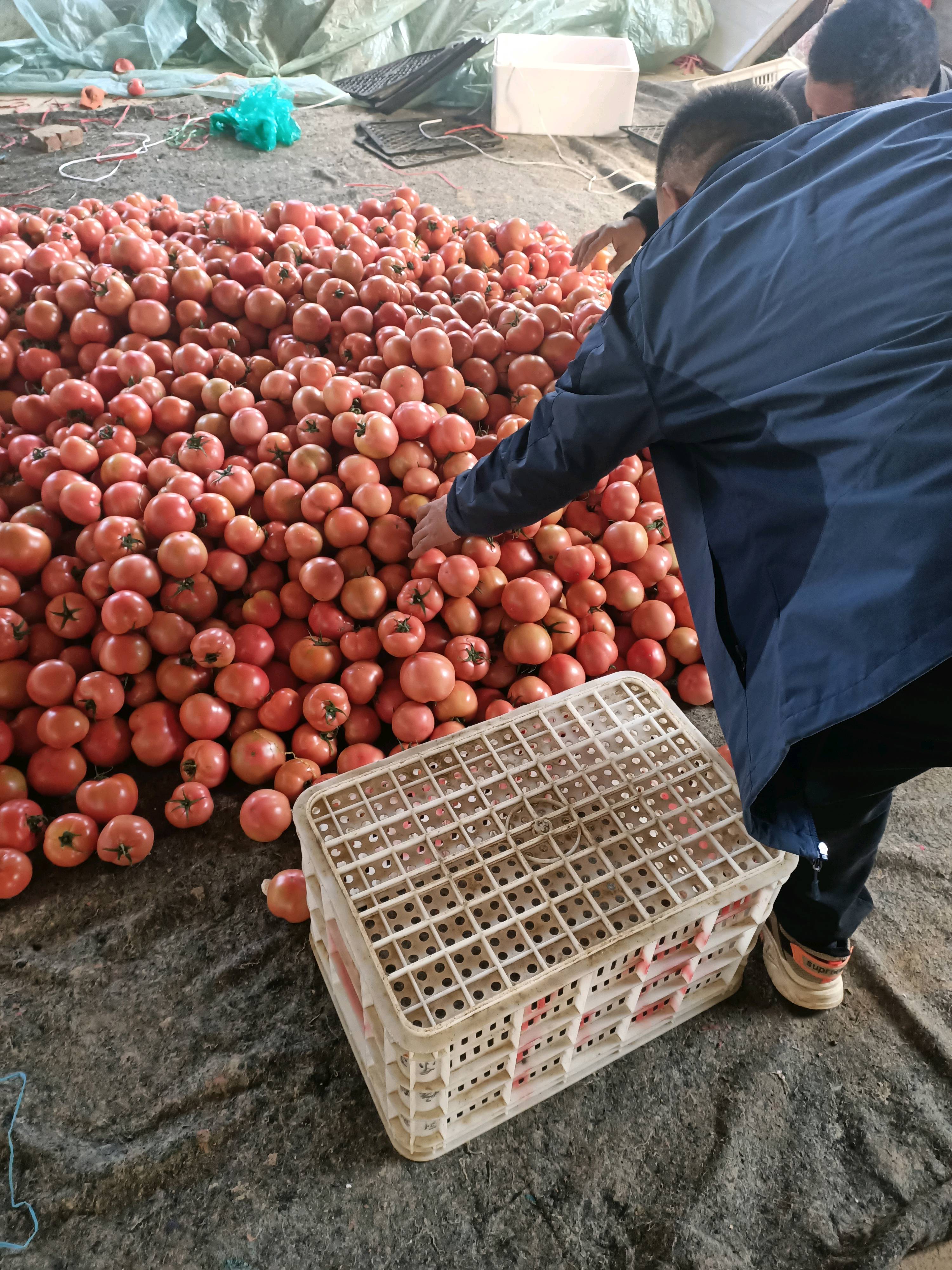 山东西红柿大量供应果型好一手货源价格优惠欢迎新老顾客前来考察收购价格优惠。联系13173448088