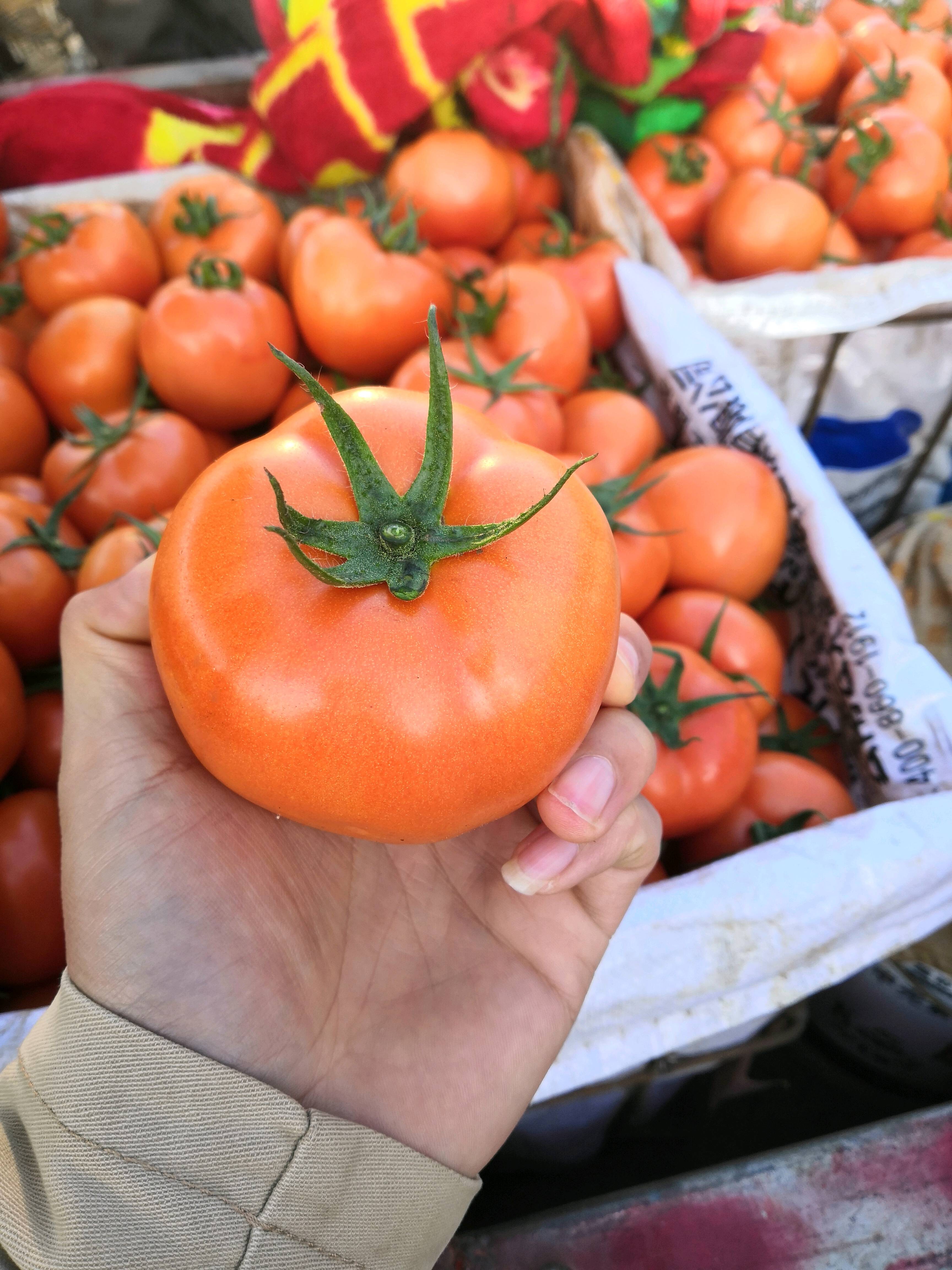 云南弥勒秋季红果番茄大量上市