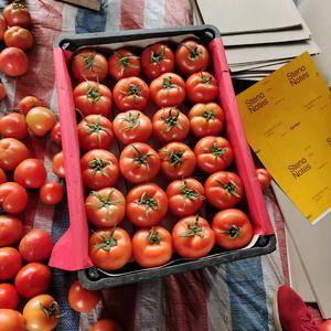 西红柿产地值供，大红，硬粉适合超市，精品市场货源充足18...
