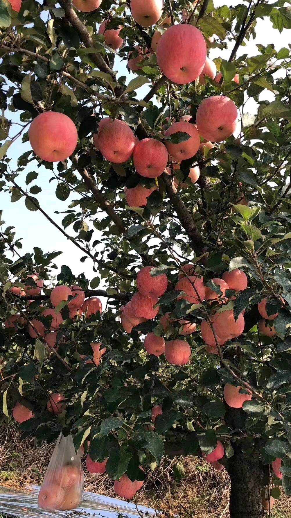 山东红富士苹果