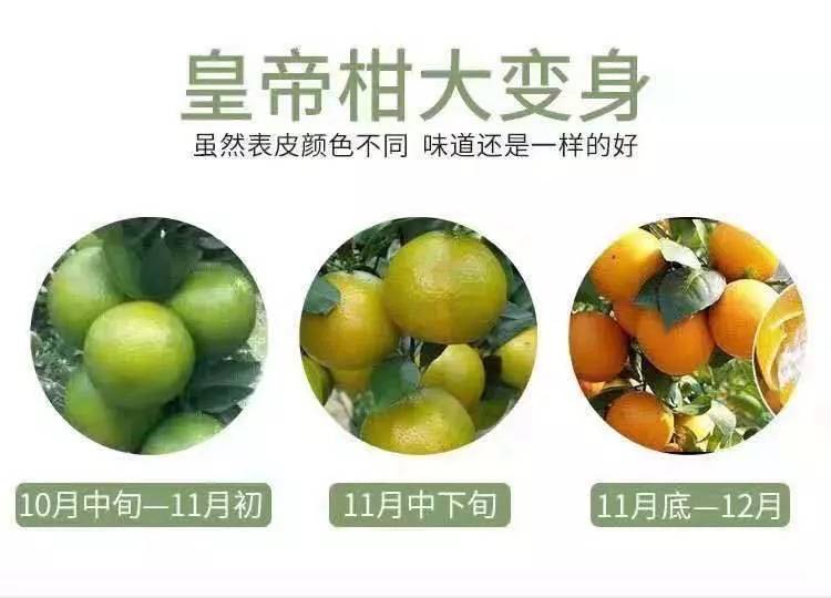 【现货速发】广西皇帝柑带箱十斤果径55以上应季水果，现摘...