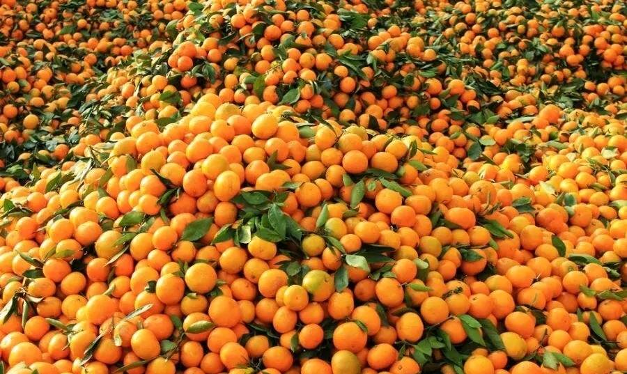 大量橘子寻找货主，地点陕西汉中市城固县老庄镇，已经...