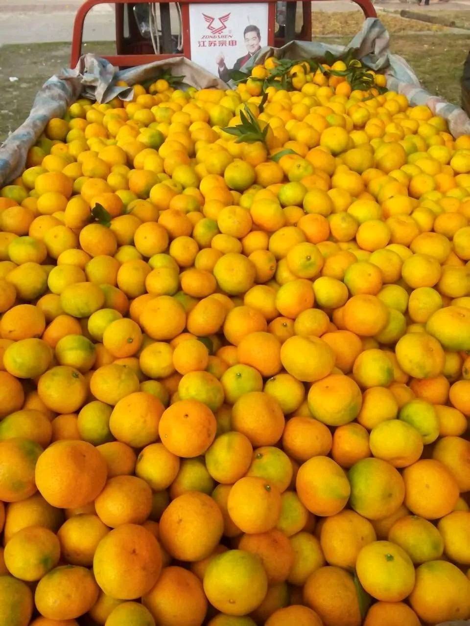 大量橘子寻找货主，地点陕西汉中市城固县老庄镇，已经干了五六年代办，提供吃饭和住处，环境整洁，当场验收橘子，老板有意可与我联系。