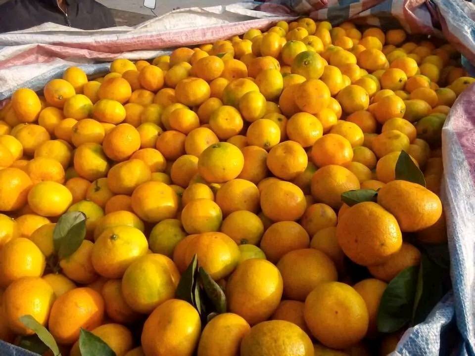 大量橘子寻找货主，地点陕西汉中市城固县老庄镇，已经...
